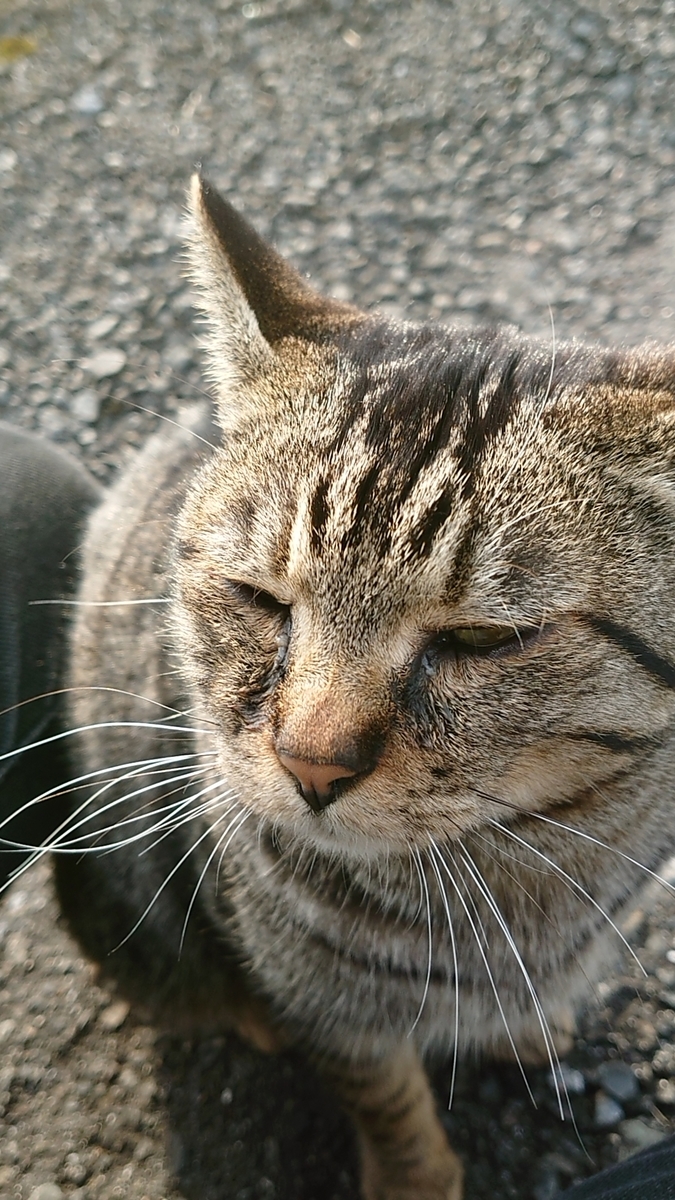 f:id:raku-aqua:20200301160423j:plain