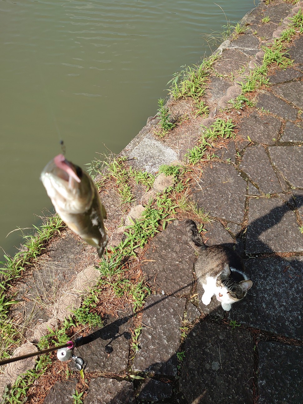 f:id:raku-aqua:20200705204143j:plain f:id:raku-aqua:20200705204143j:plain