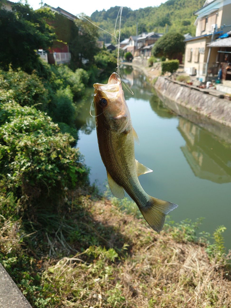 f:id:raku-aqua:20200819184613j:plain