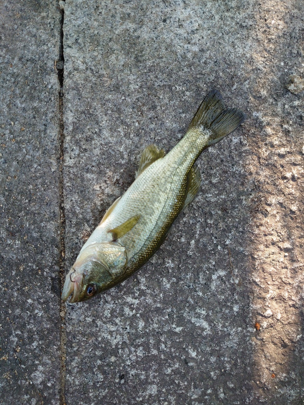 f:id:raku-aqua:20200819184639j:plain
