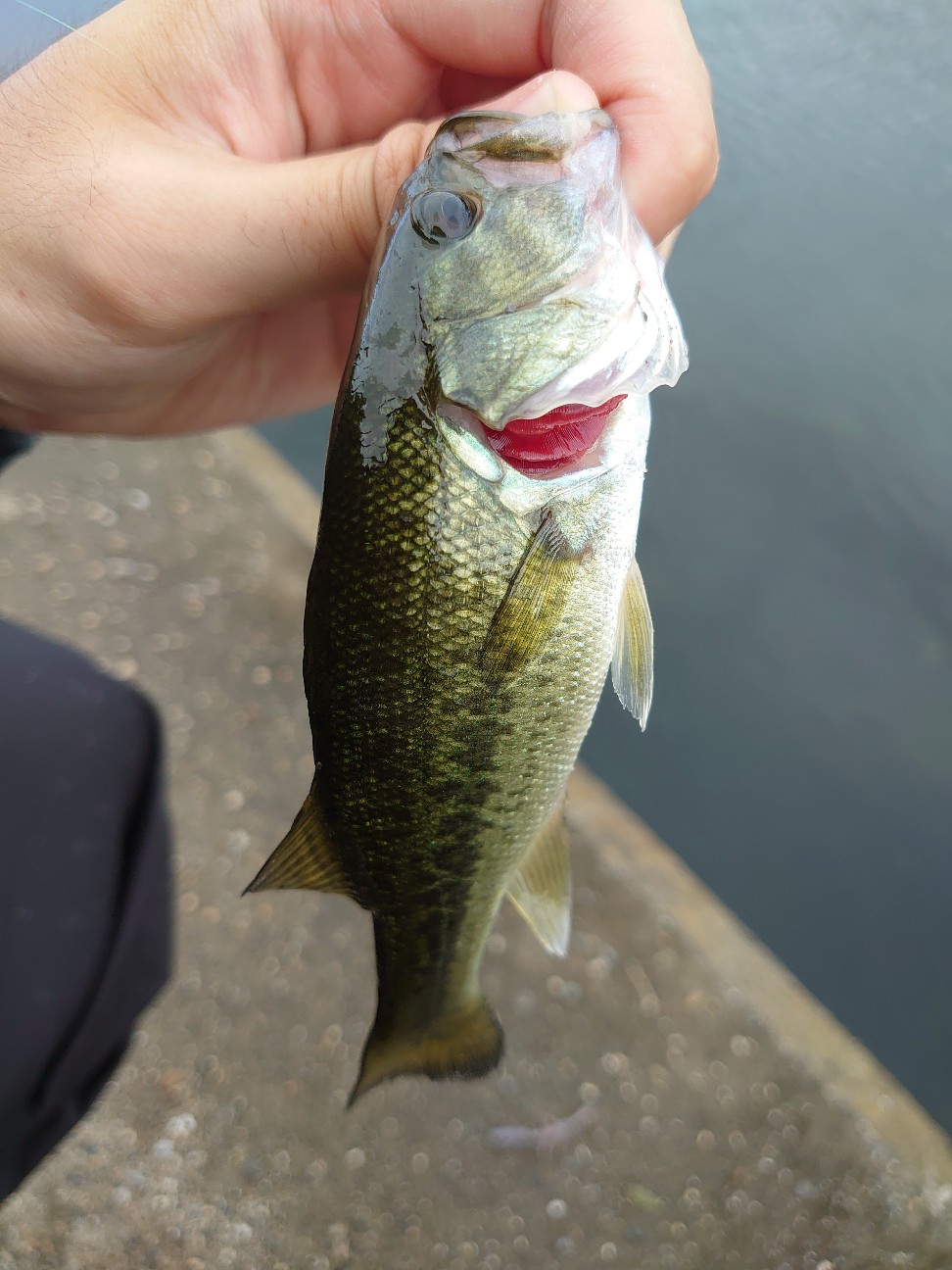 ズームサファリ　AbuGarcia ZoomSafari 404UL Amazon.com : Abu Garcia ZMSS-404UL Pack Rod, Spinning Zoom