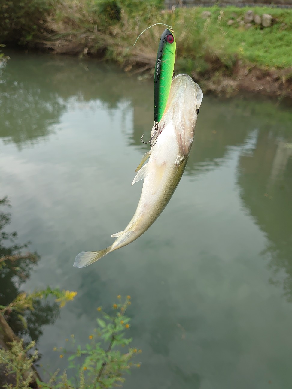 f:id:raku-aqua:20201018175147j:plain