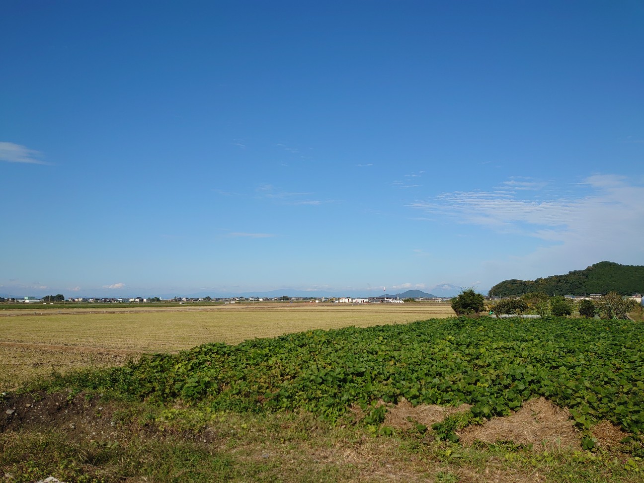 f:id:raku-aqua:20201018175420j:plain