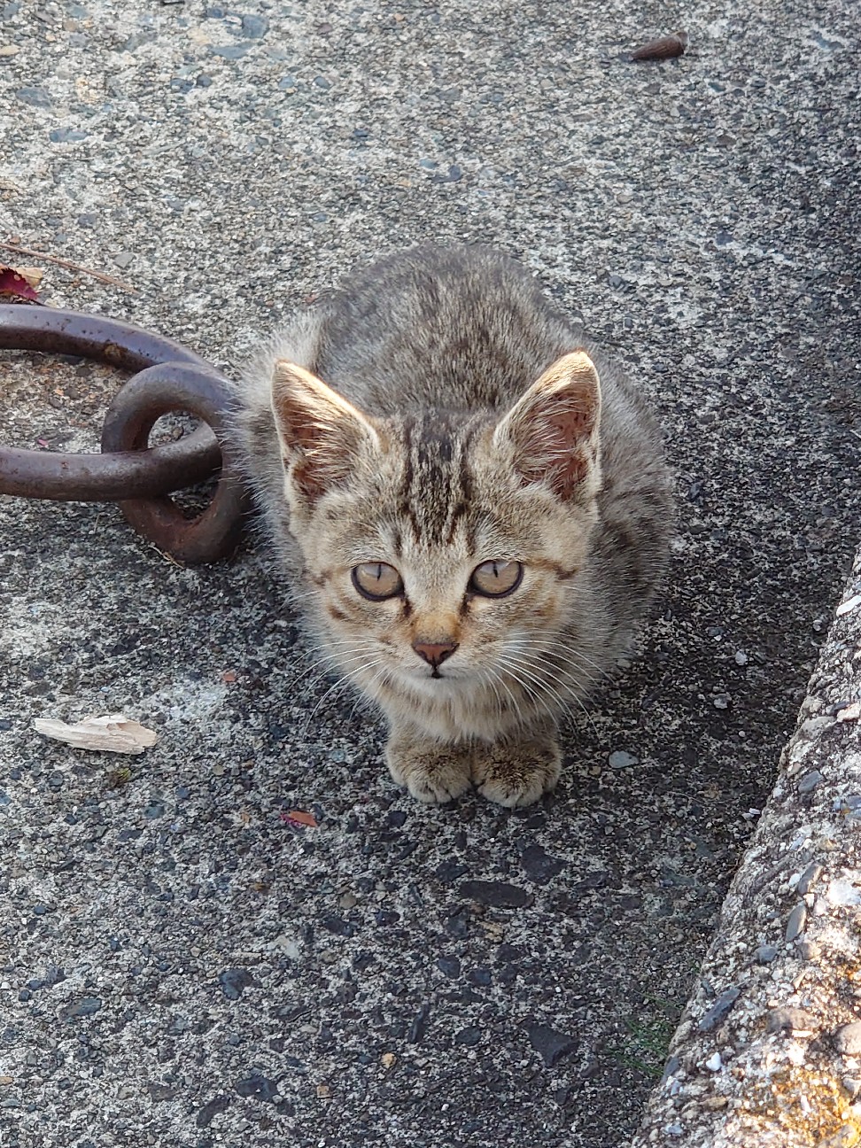 f:id:raku-aqua:20201117210537j:plain