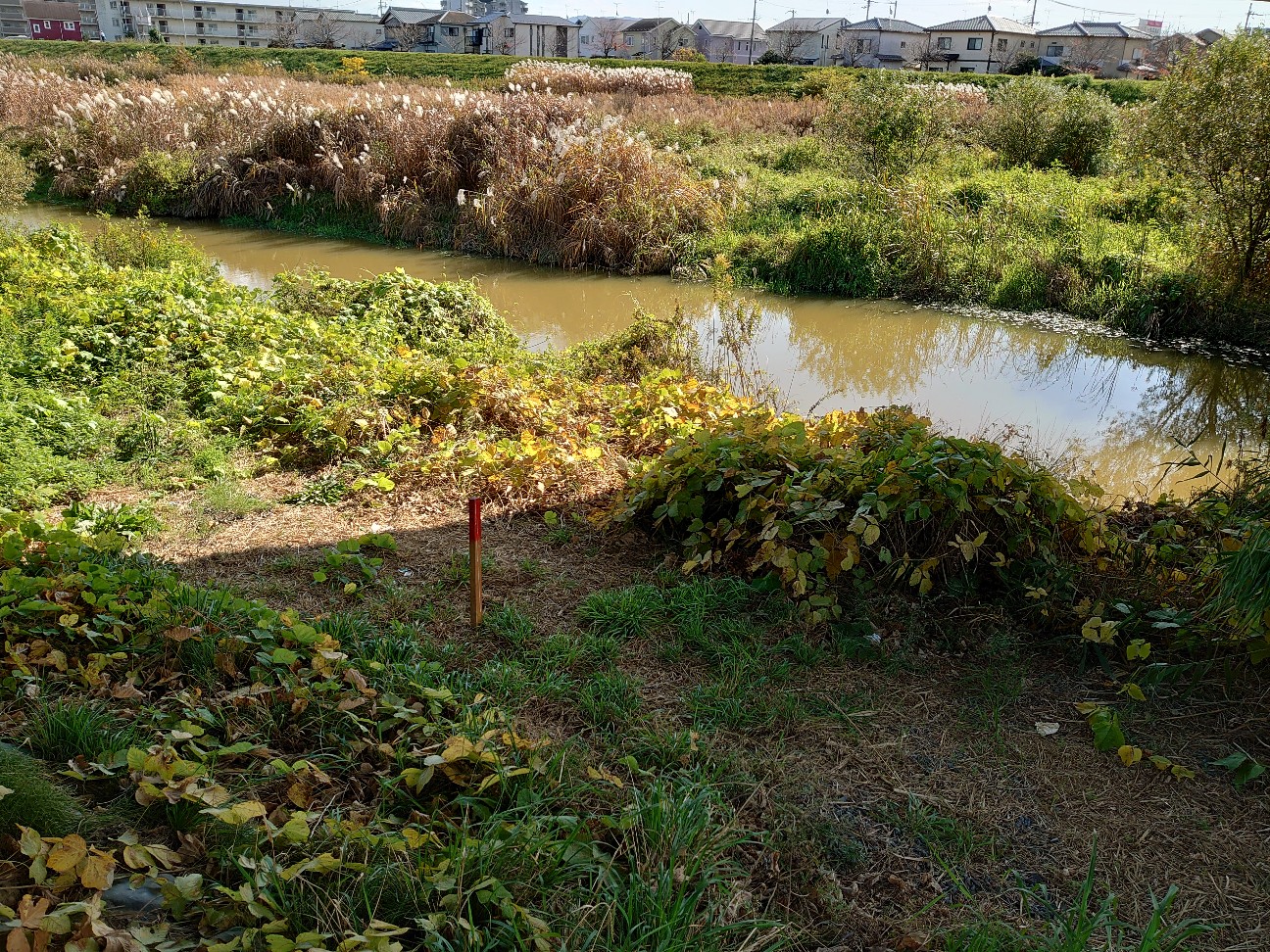 f:id:raku-aqua:20201123205901j:plain