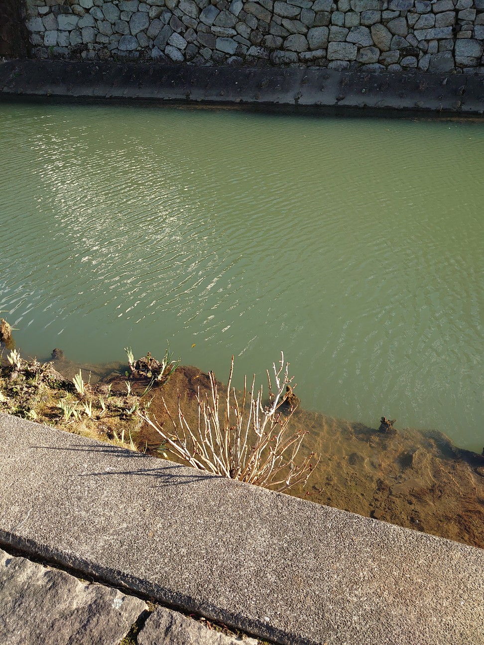 f:id:raku-aqua:20210112224510j:plain