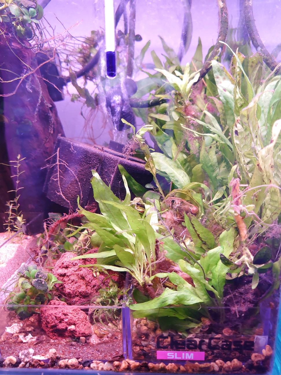 f:id:raku-aqua:20210518221640j:plain