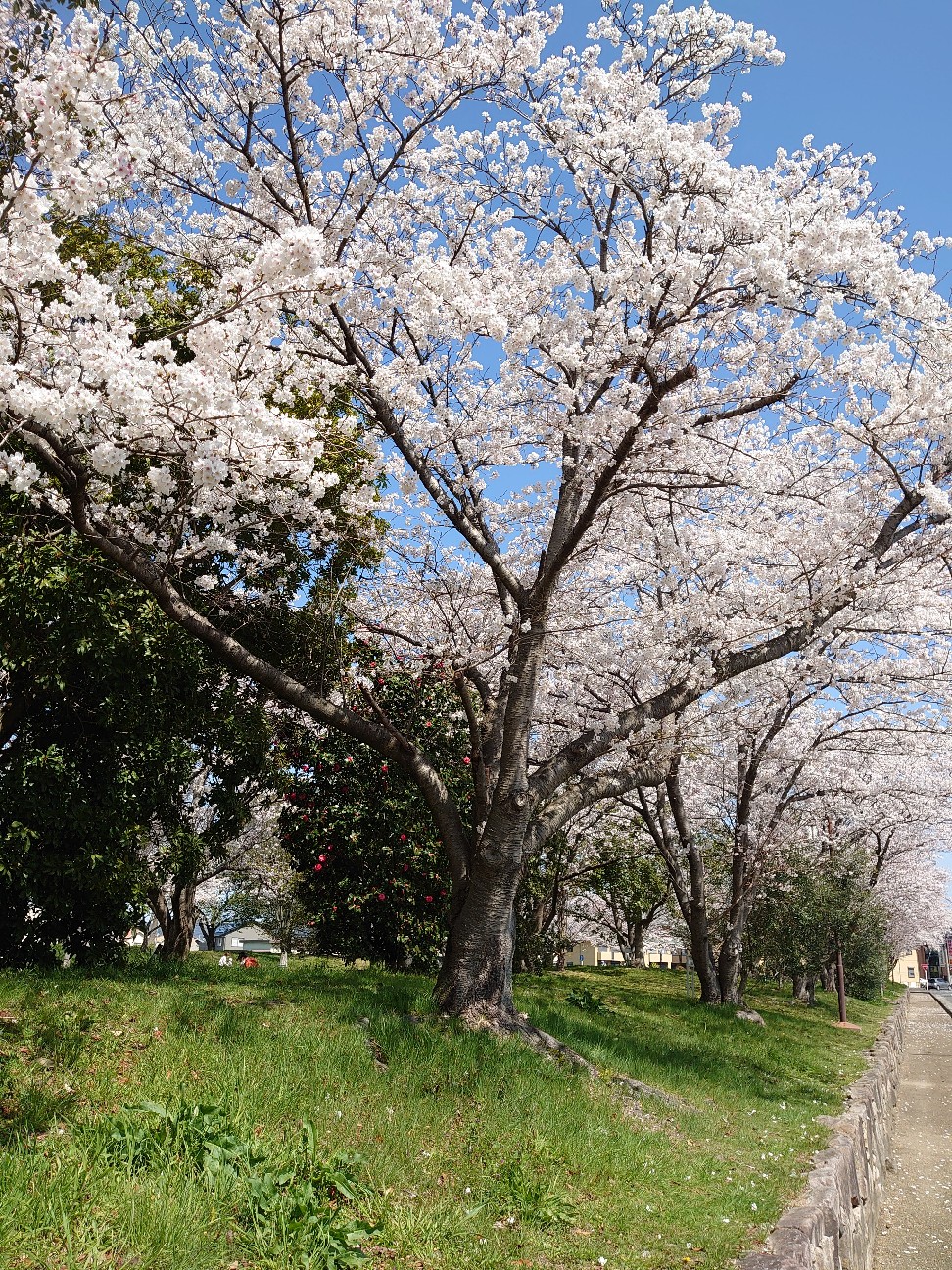 f:id:raku-aqua:20220404183733j:plain
