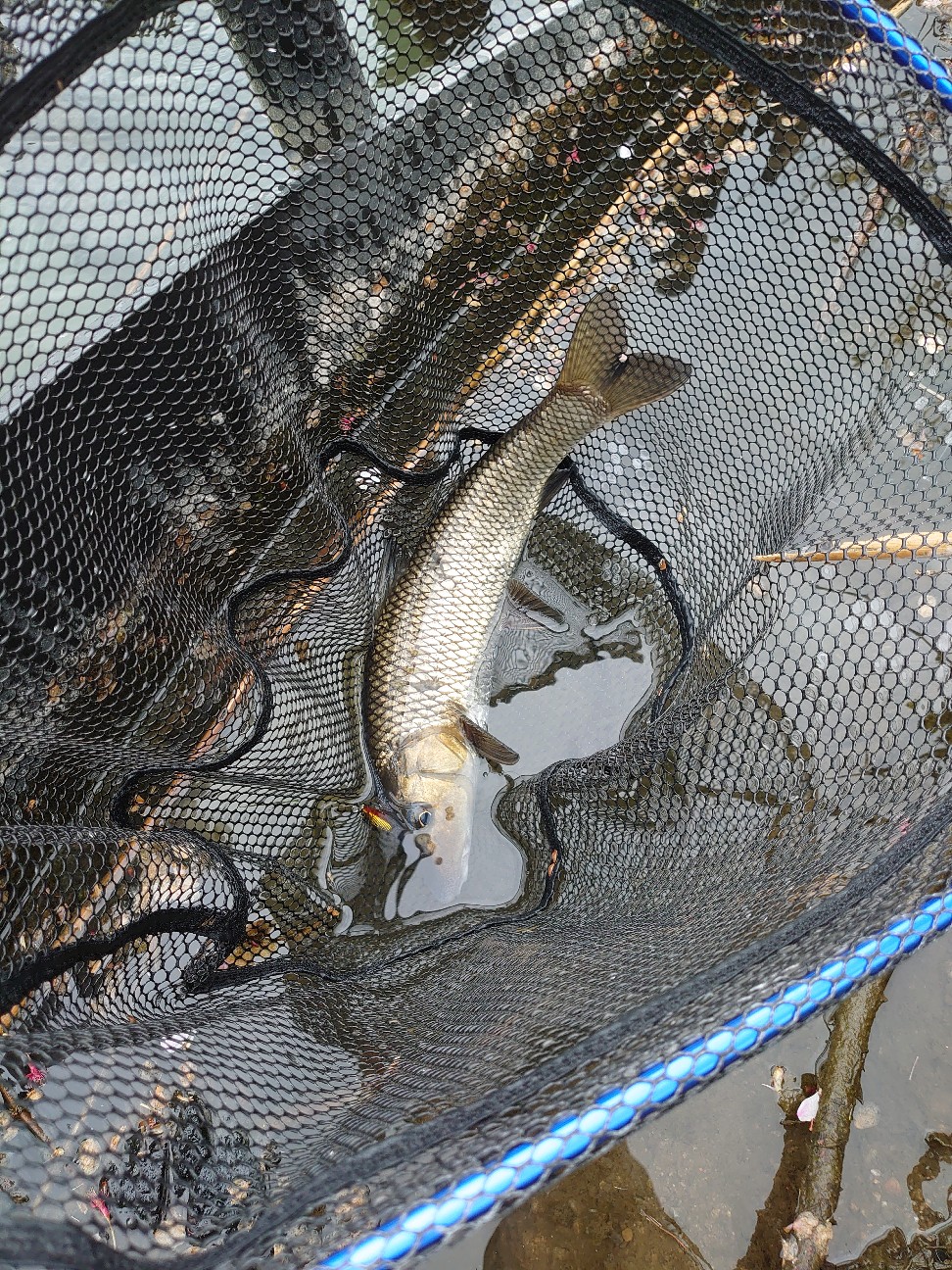 f:id:raku-aqua:20220414195706j:plain