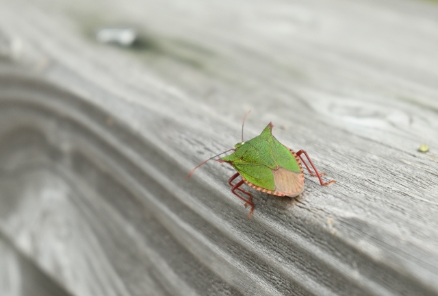 【カメムシ／発送方法修正】テレビ カメムシ／発送方法修正】テレビ カメムシ／発送方法修正】テレビ 今年