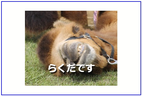 f:id:rakuda-san-desu:20180804175100j:plain f:id:rakuda-san-desu:20180804175100j:plain