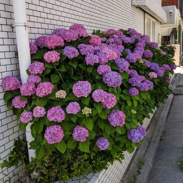 f:id:rakuda95:20190623075213j:image f:id:rakuda95:20190623075213j:image