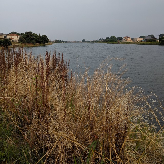 f:id:rakuda95:20190625075621j:image f:id:rakuda95:20190625075621j:image