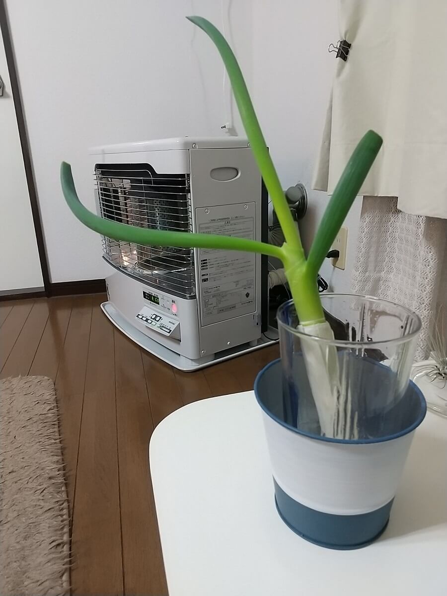 長ネギ 1月16日