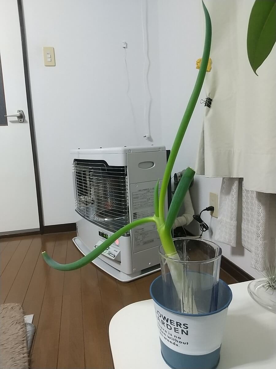 長ネギ 1月19日