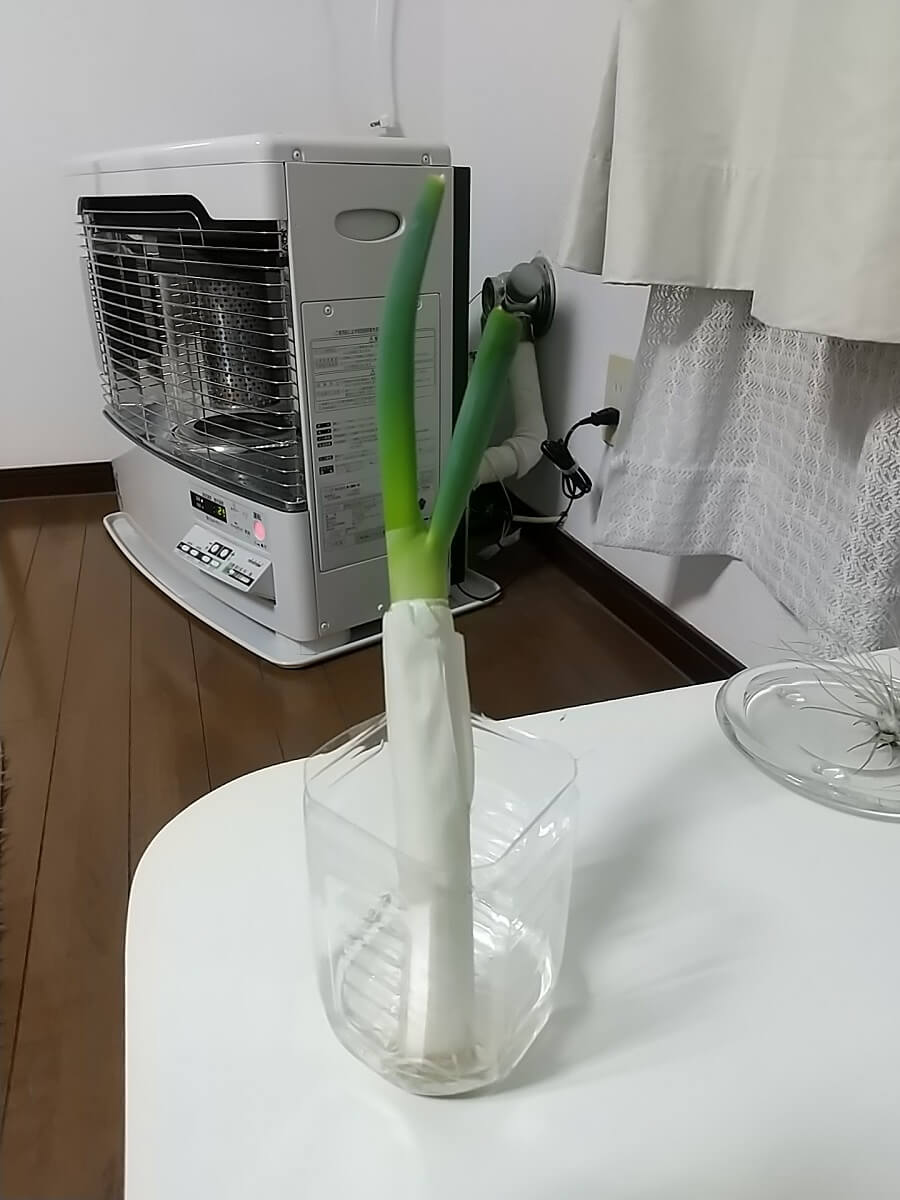 長ネギ 1月6日