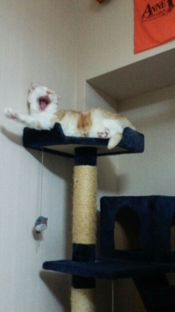 f:id:rakuneko-naga:20191109010147j:image