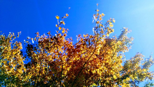 f:id:rakuneko-naga:20191110212333j:image