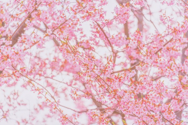 f:id:rakuneko-naga:20191210120329j:image