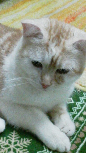 f:id:rakuneko-naga:20191217002559j:plain