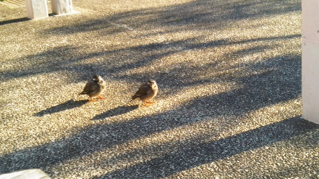 f:id:rakuneko-naga:20200210010401j:plain