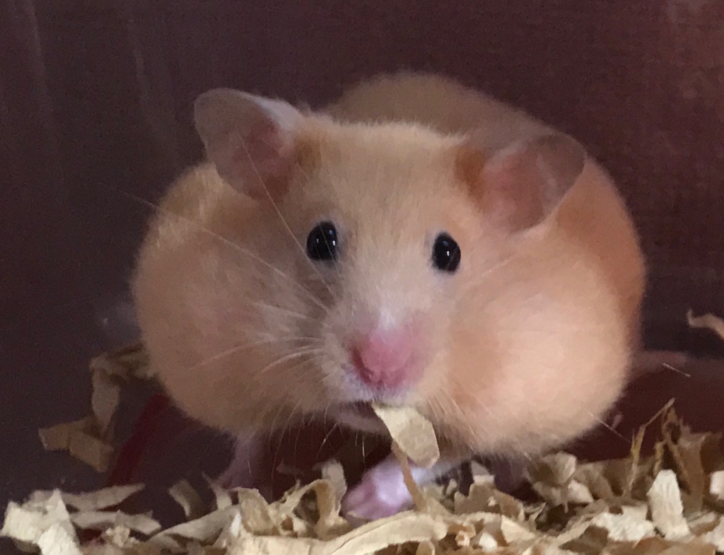 ハムスターのらくちゃん らくの部屋