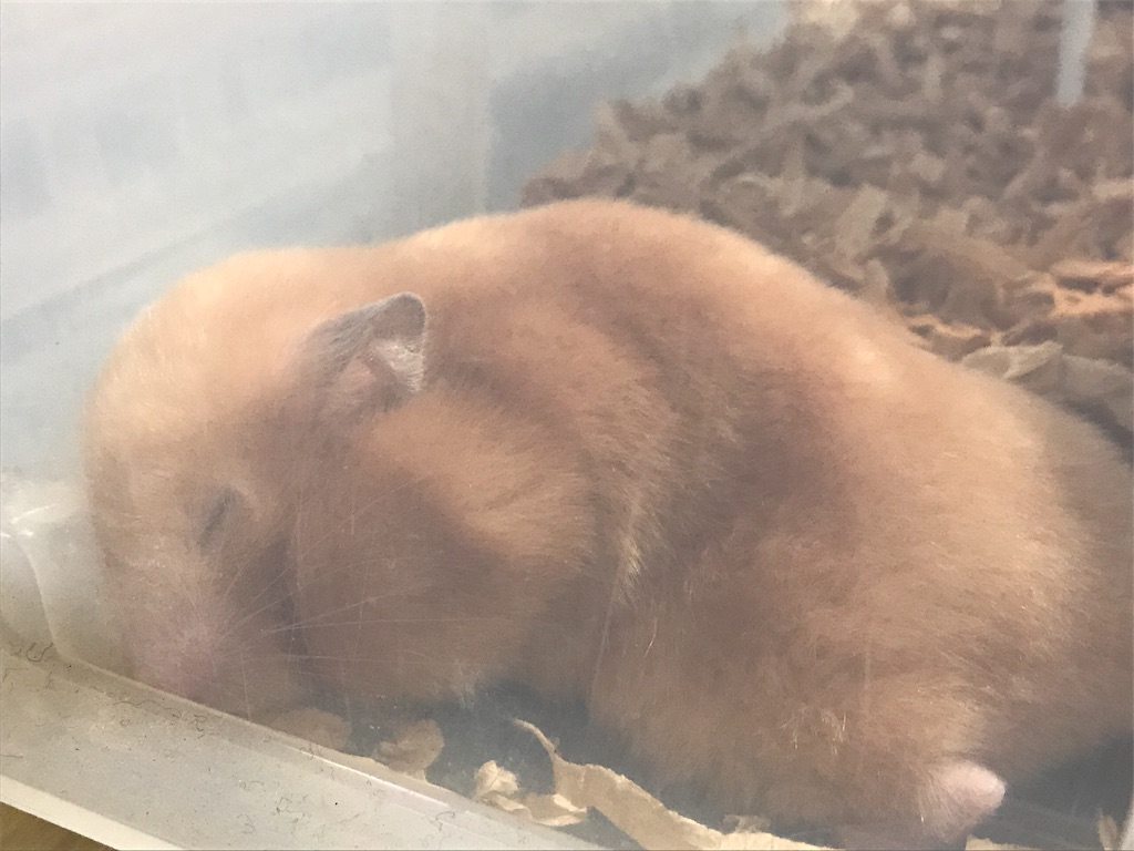 f:id:rakurakuchan:20180126110804j:plain