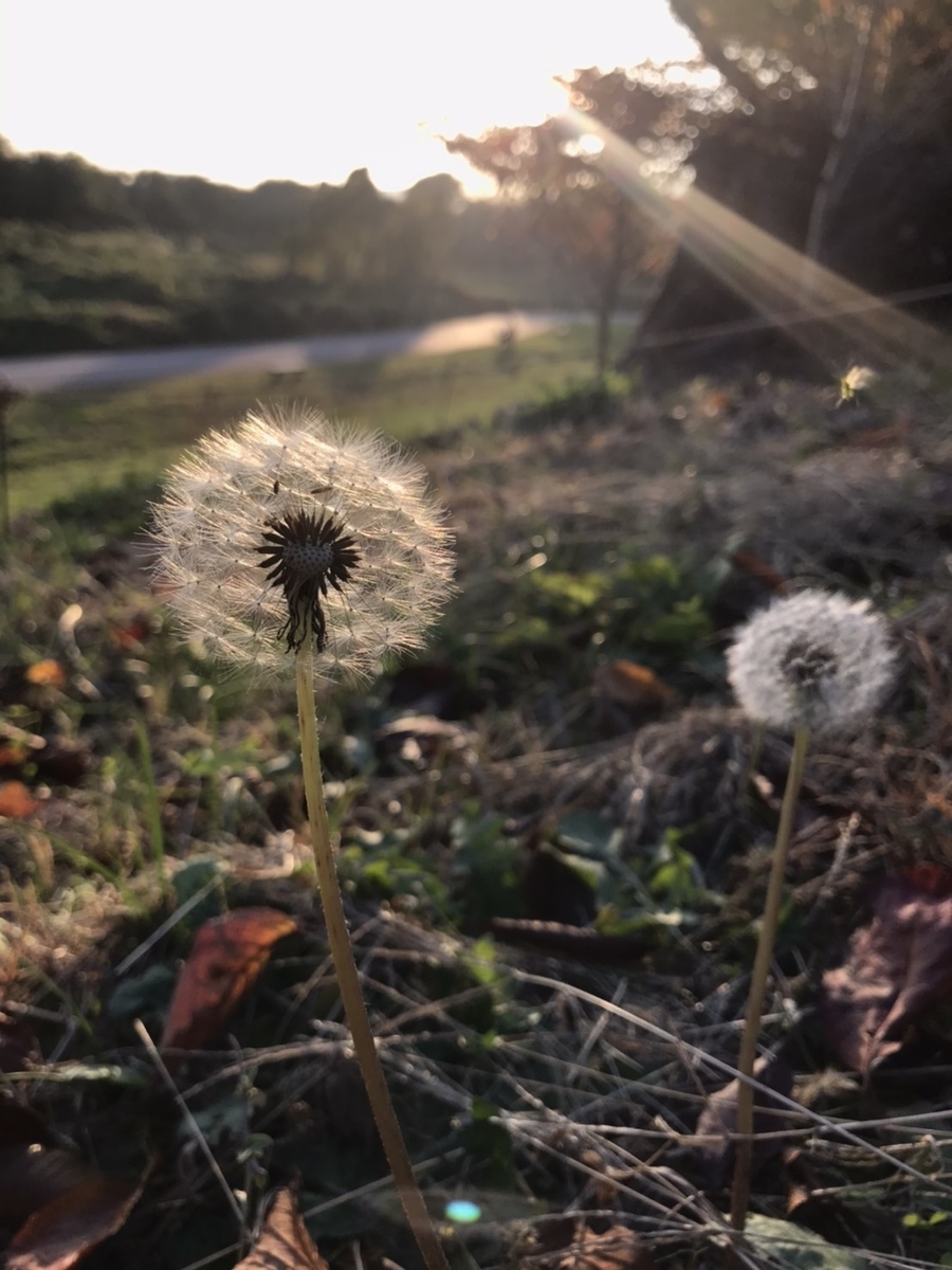 f:id:rakurakuka31111:20201127163956j:plain