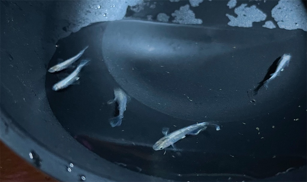 f:id:rakusyouke:20211013073453j:image f:id:rakusyouke:20211013073453j:image