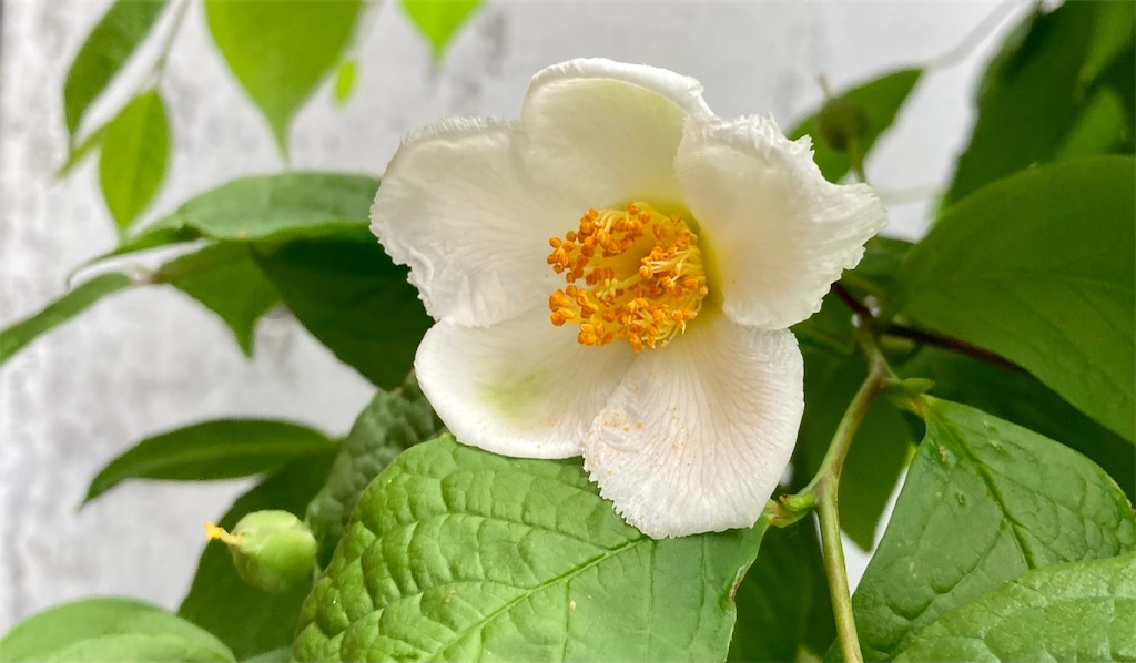 f:id:rakuyoga:20220709115401j:image