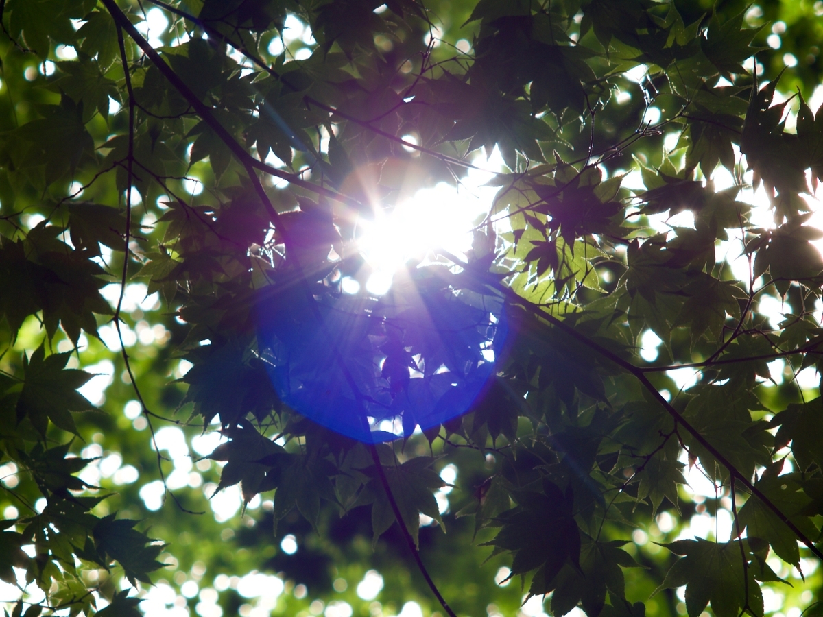f:id:rakyooooo:20190615220048j:plain