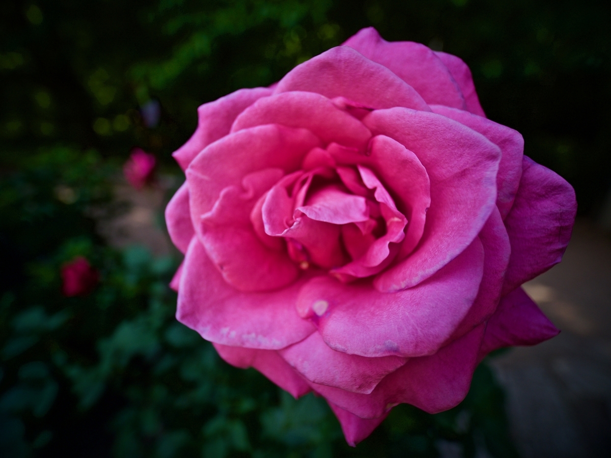 f:id:rakyooooo:20190615232546j:plain