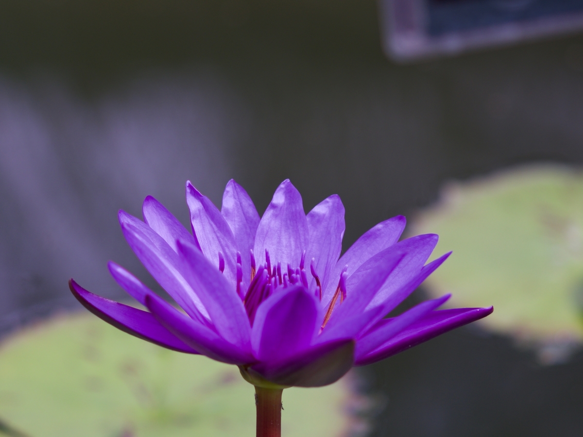 f:id:rakyooooo:20190615232856j:plain