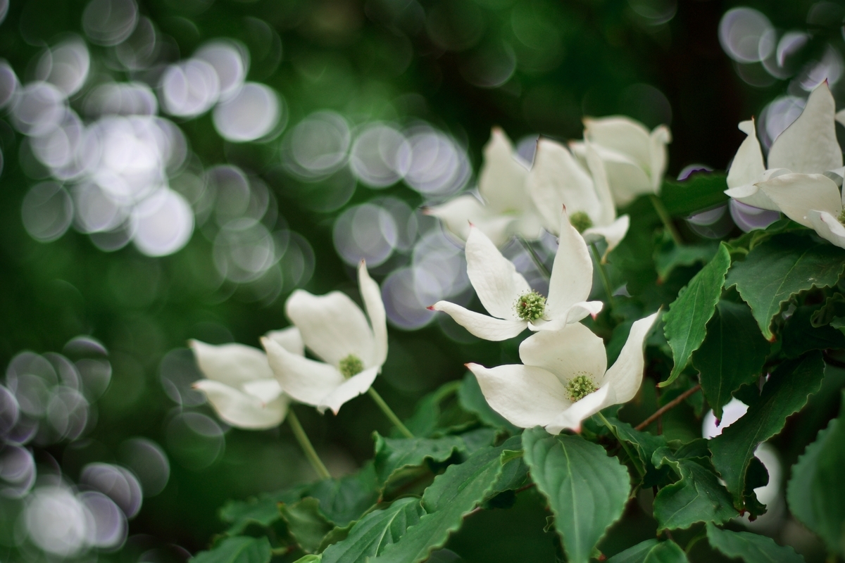 f:id:rakyooooo:20190615233253j:plain