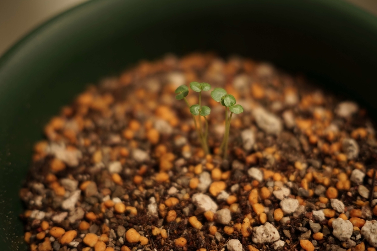 f:id:rakyooooo:20210326212712j:plain