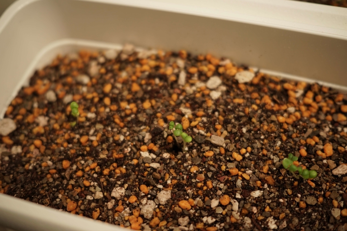 f:id:rakyooooo:20210326213029j:plain