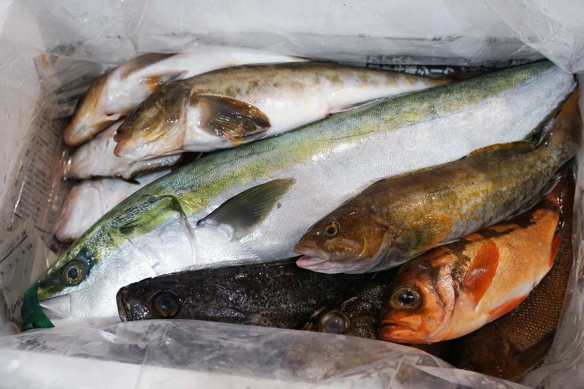 漁師さん直送市場でマルホン小西漁業さんから鮮魚セットを買って