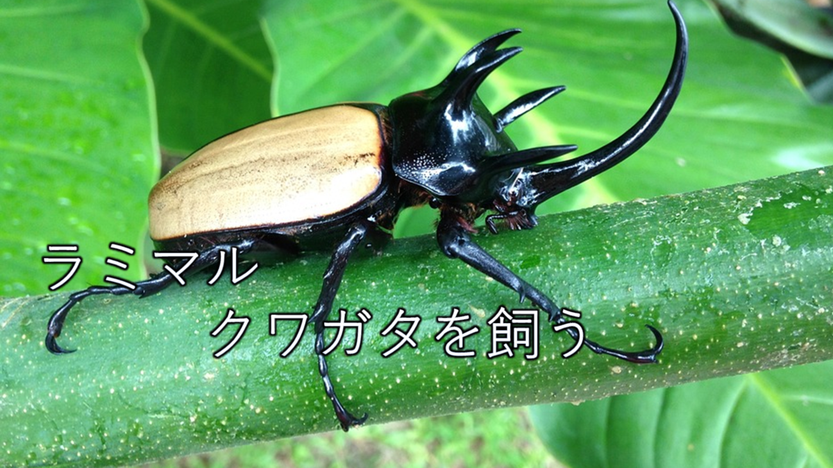f:id:ramisuke:20210629210627p:plain
