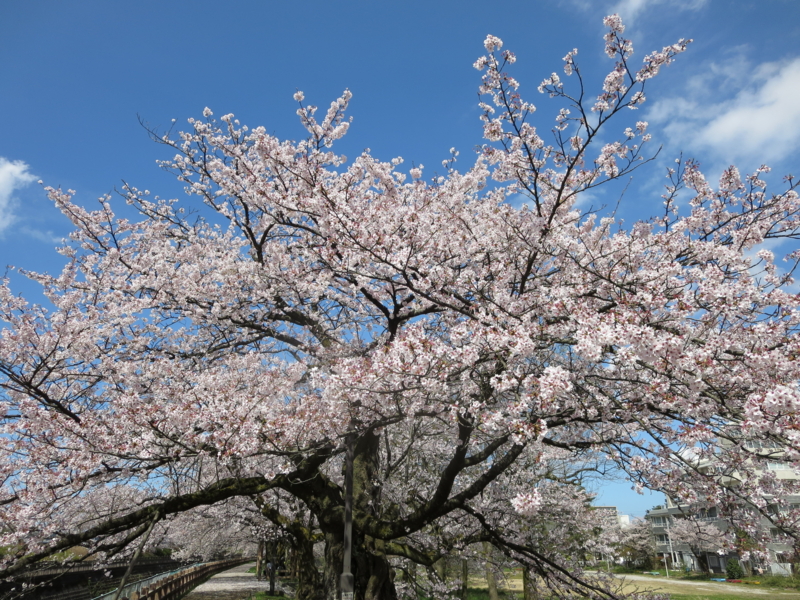 f:id:ramitdown:20160406114940j:image f:id:ramitdown:20160406114940j:image