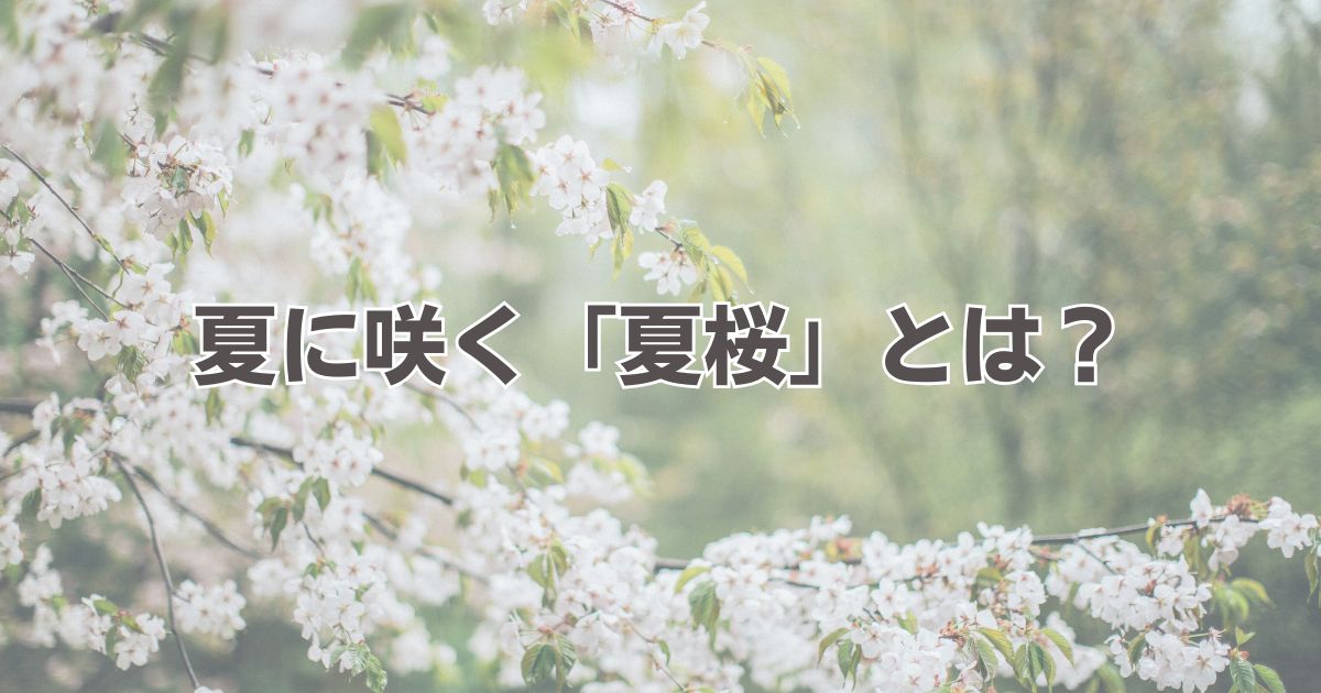 夏に咲く桜「夏桜」とは？季節を彩る涼やかな花の魅力 - くらしの音色