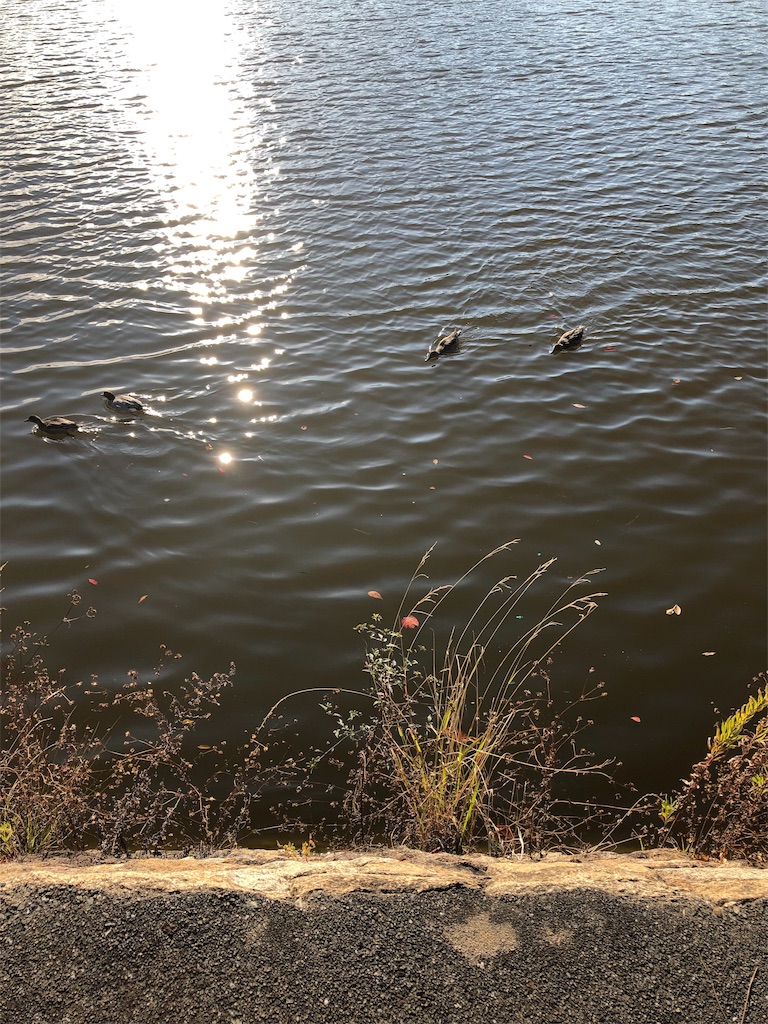f:id:ranangel:20191204071844j:image