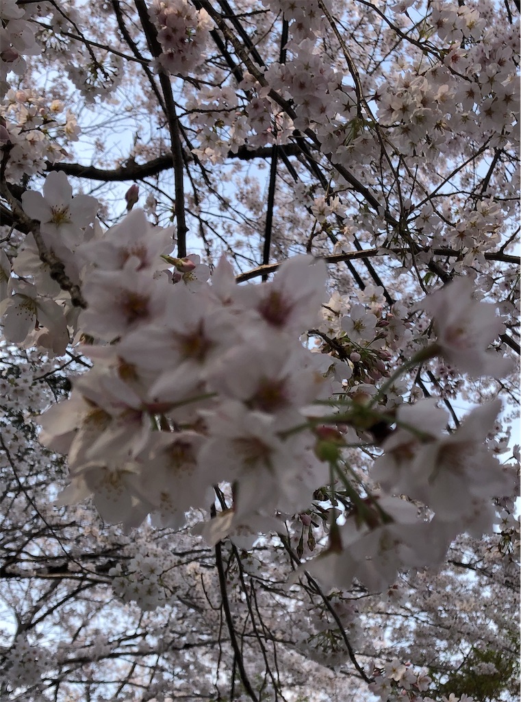 f:id:ranangel:20200404115011j:image
