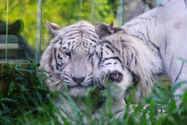 f:id:ranchou:20200905080324j:image f:id:ranchou:20200905080324j:image