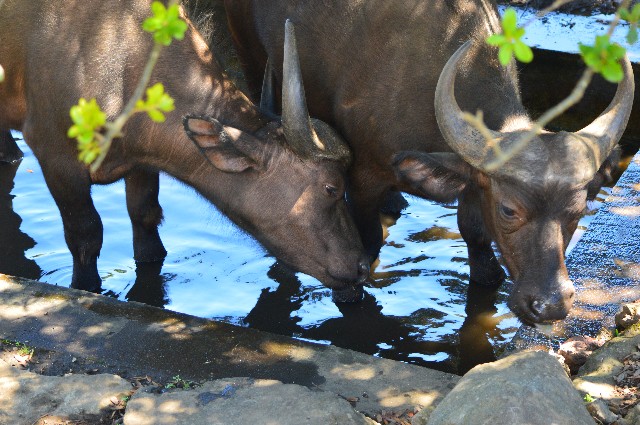 f:id:ranchou:20200913091219j:image f:id:ranchou:20200913091219j:image