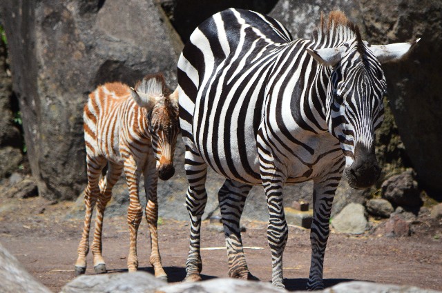 f:id:ranchou:20200913091233j:image f:id:ranchou:20200913091233j:image