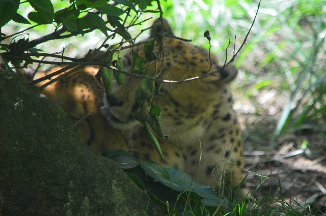 f:id:ranchou:20200913091748j:image f:id:ranchou:20200913091748j:image