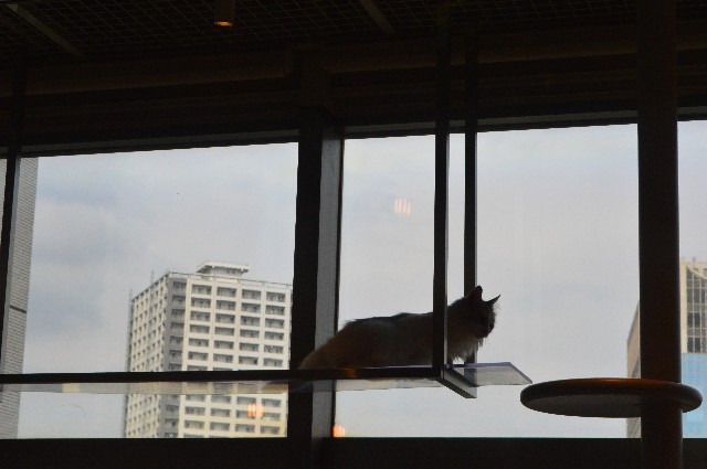 f:id:ranchou:20201014230912j:image