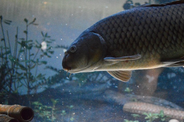 f:id:ranchou:20201014232038j:image