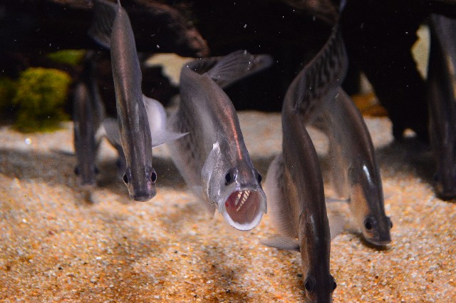 f:id:ranchou:20201014233052j:image