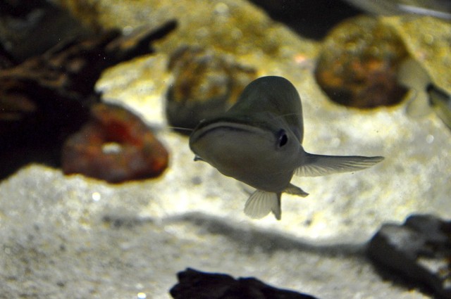 f:id:ranchou:20201014233601j:image